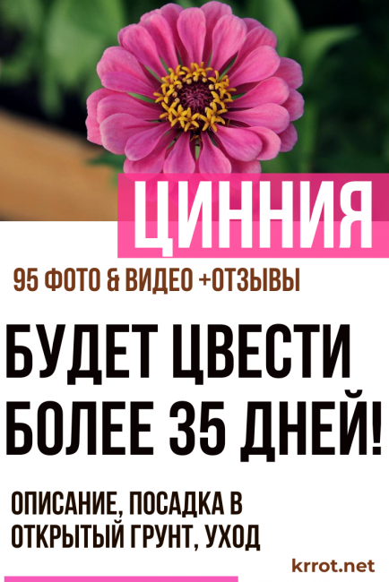 plantation et entretien du zinnia