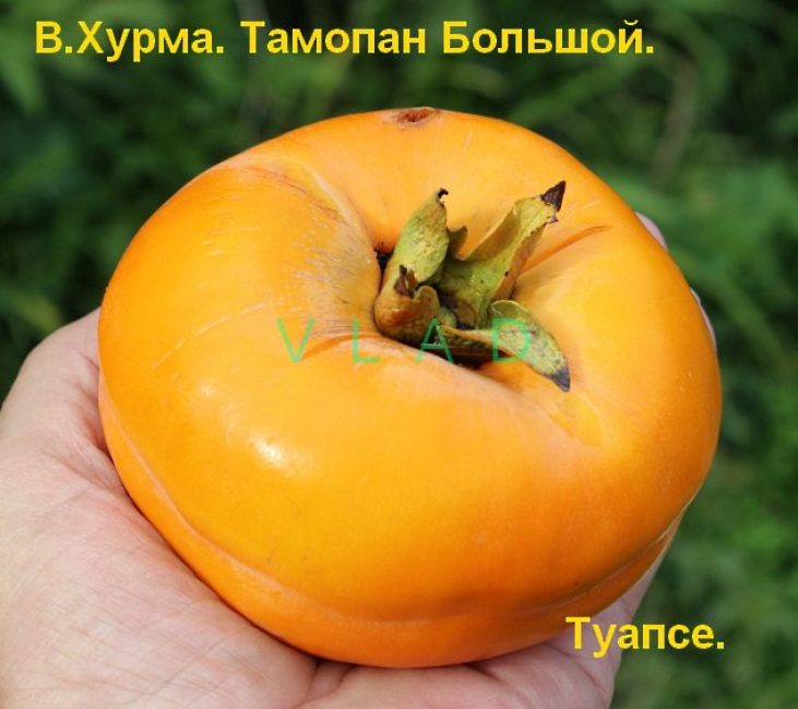 description de la variété kaki