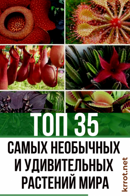 les plantes les plus insolites