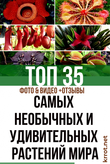 TOP 35 des plantes les plus insolites et étonnantes du monde (photo et vidéo) + avis