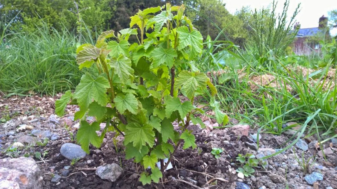 Jeune buisson de cassis