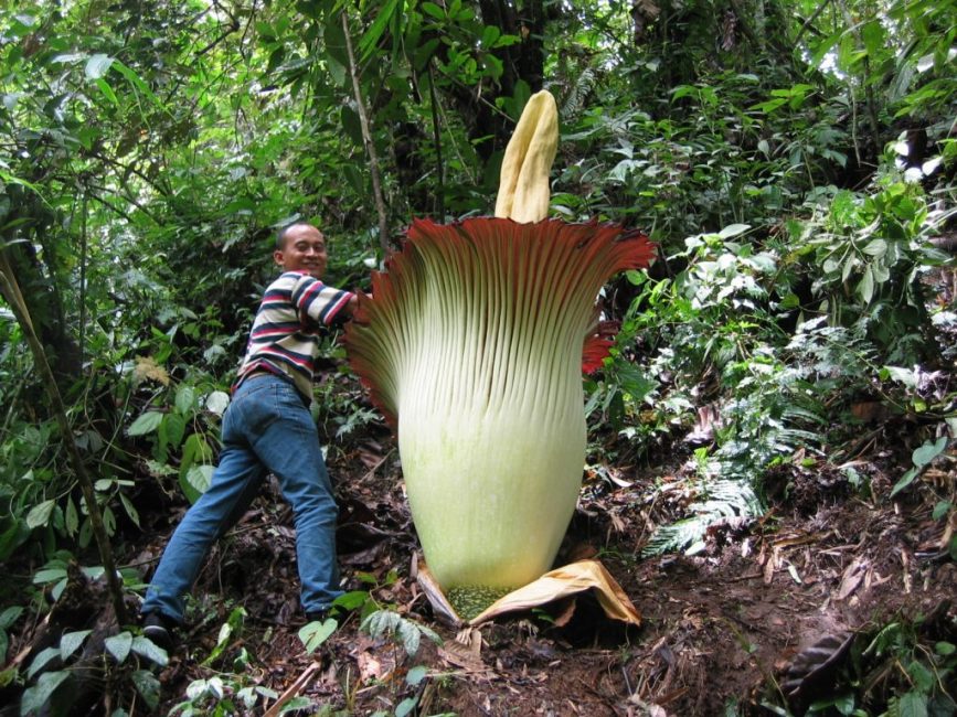 amorphophallus