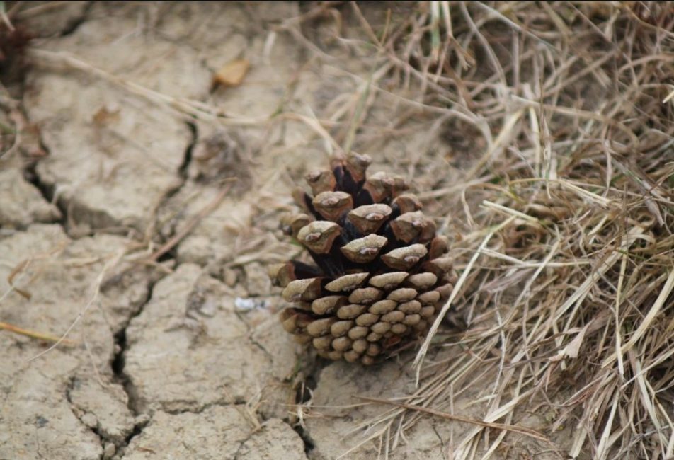 Ne pas permettre un assèchement excessif du sol