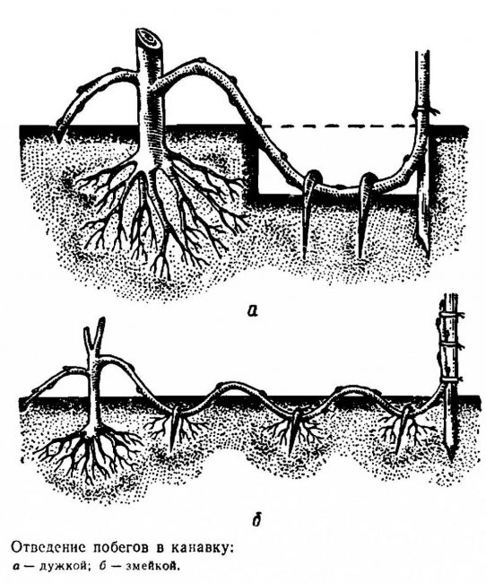 Selon ce principe, toutes les plantes se reproduisent par marcottage.