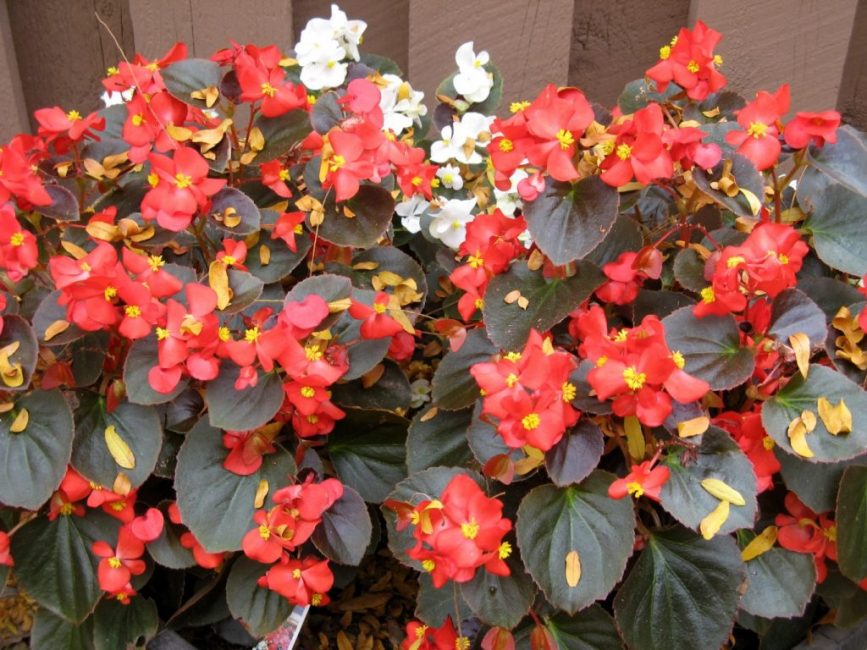 Begonia - une excellente décoration du jardin, du parterre de fleurs ou de la maison