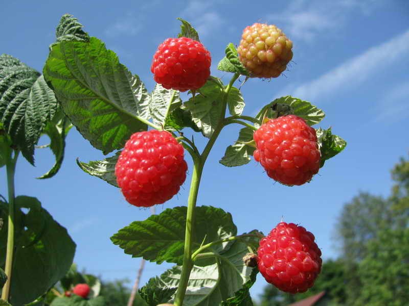 Voiles écarlates framboises