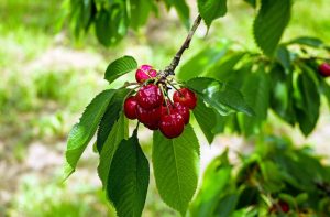Tout sur la plantation et la culture de cerises douces - du choix d