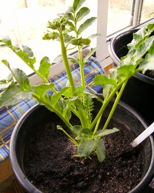 plante cultivée à la maison dans un pot
