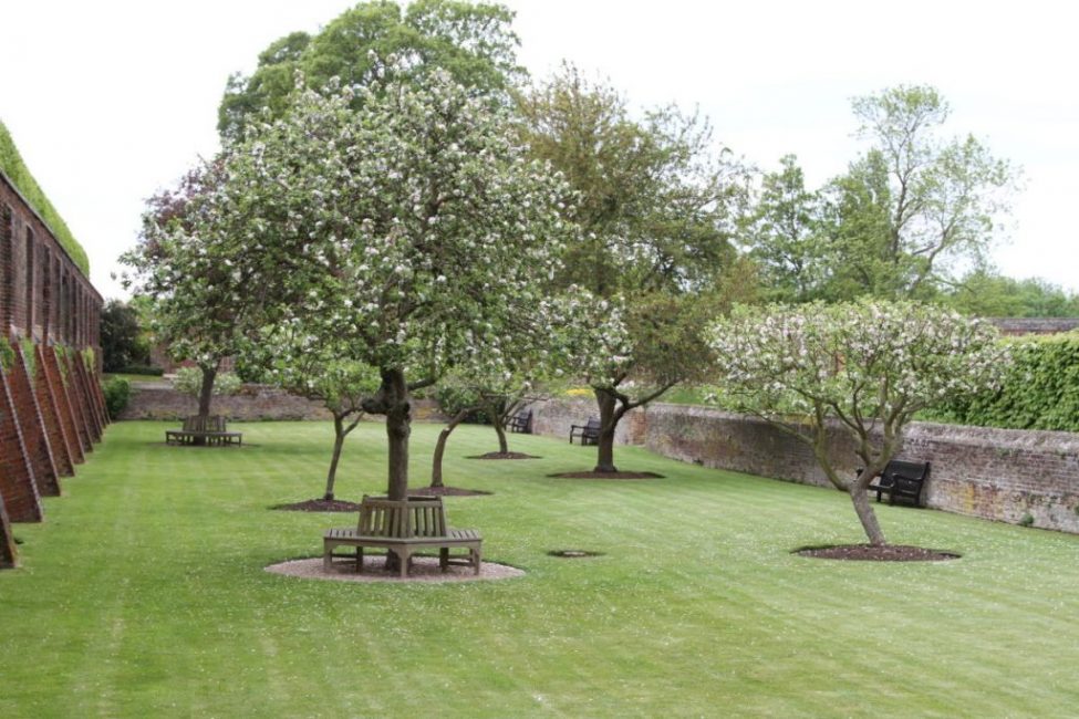 La cime du pommier laisse entrer beaucoup de lumière