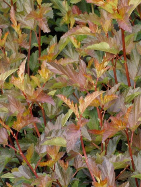 Vésicule Kalinolistny Andre