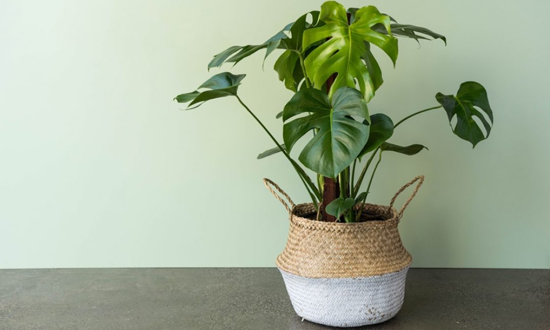 Monstera est une plante plutôt sans prétention.
