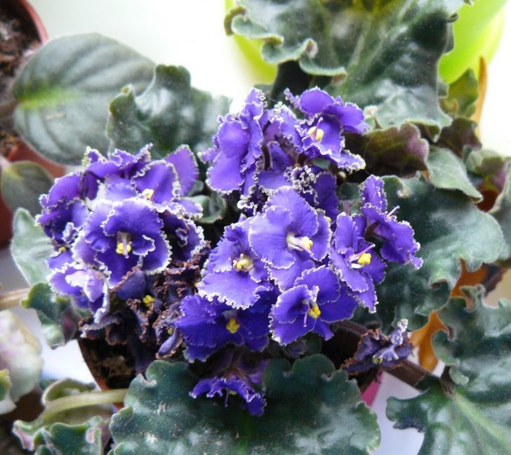 fleurs bleues. violette d'uzambara
