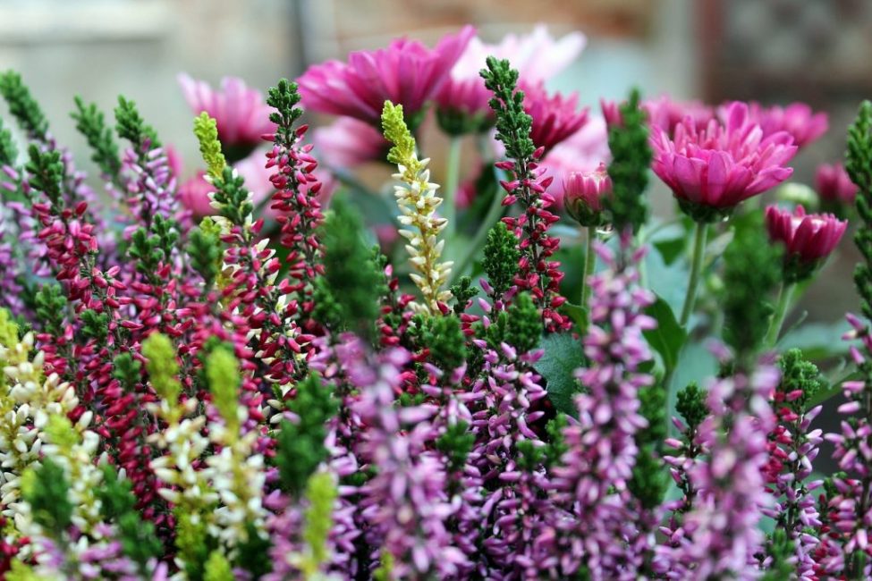 Les paysages modernes sont décorés de plus de 500 variétés, qui sont plantées dans des jardins séparés ou dans des rocailles.