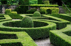 Buis: description, types et variétés, plantation en plein champ et entretien des arbustes, utilisation dans l