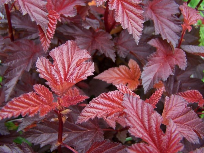 Vésicule Kalinolistny Lady en rouge