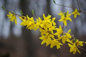 Forsythia: description, plantation en plein champ, partant de la région de Moscou vers la Sibérie - une mini-encyclopédie (80+ Photos & Vidéos) + Avis