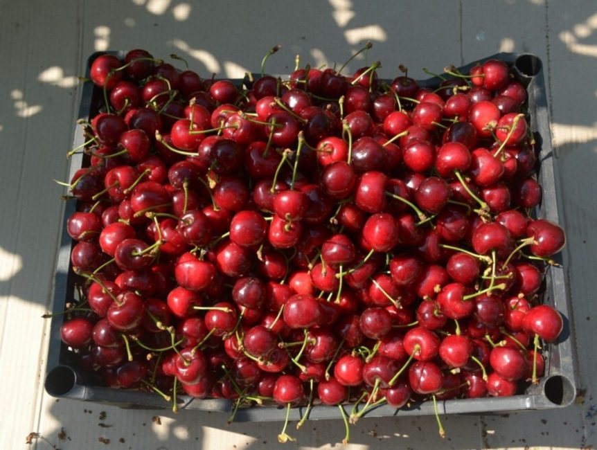 Seulement dans la cinquième année de vie, les cerises donnent une récolte