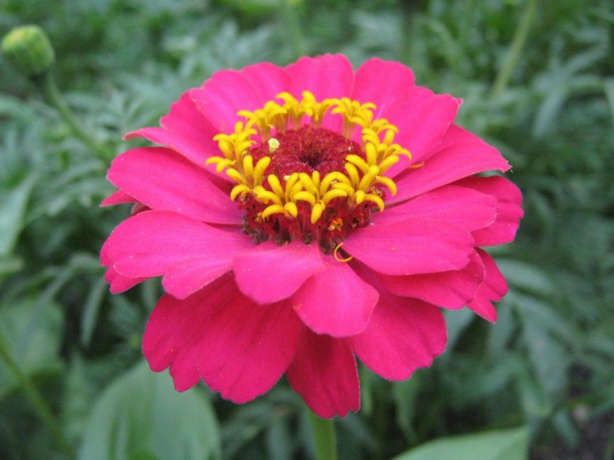 fleur de dahlia zinnia