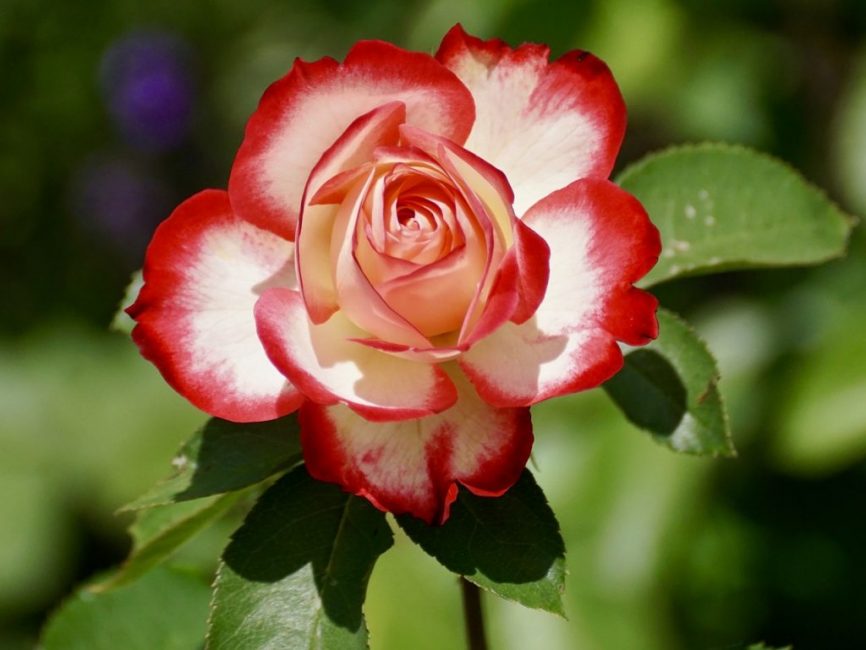 rosier floribunda