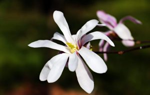 Magnolia : description de 15 espèces, recommandations de plantation, reproduction et entretien (90 Photos & Vidéo) + Avis