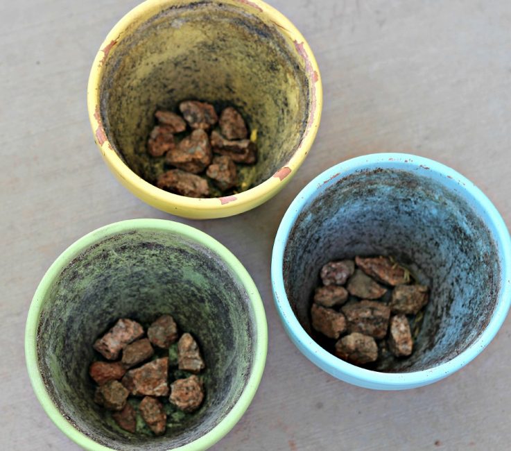 Une attention particulière doit être portée au drainage, la plante ne tolérera pas longtemps l'eau stagnante à la fois dans un pot et dans un parterre de fleurs.