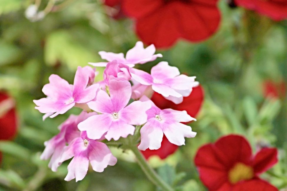 Les plus populaires sont les plantes d'une douzaine d'espèces qui ont des habitats presque partout dans le monde.