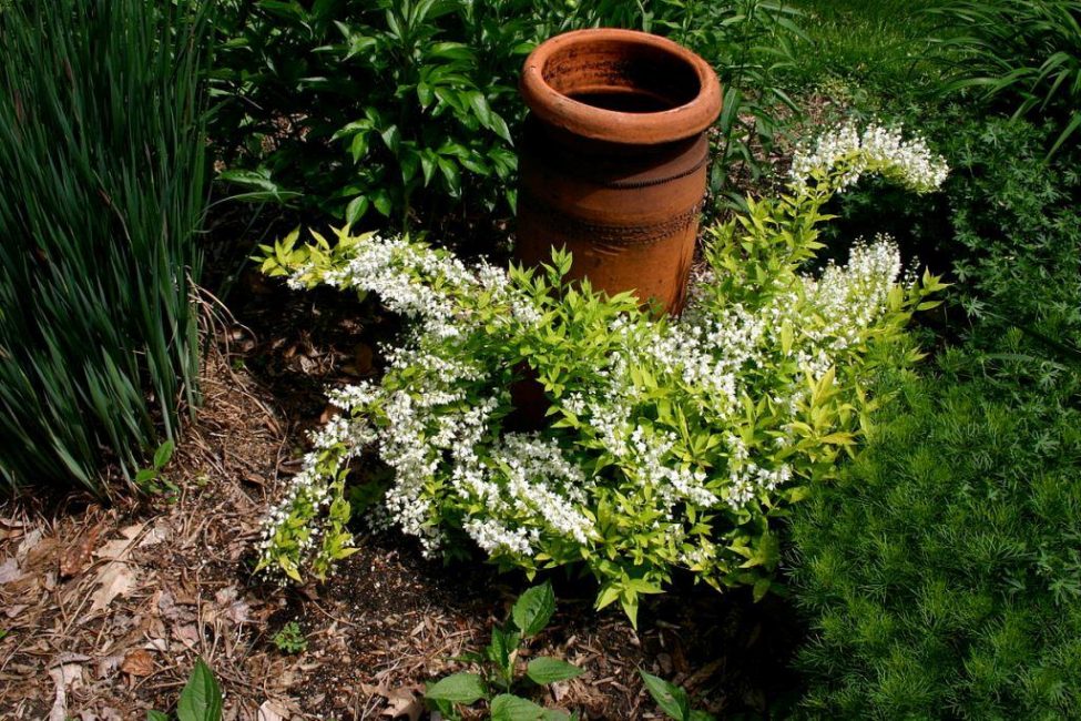 La beauté asiatique est particulièrement pittoresque sur fond d'arbustes de conifères.