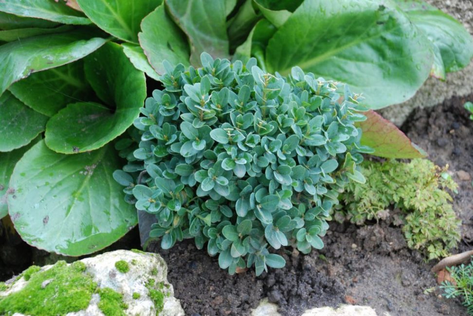 Les livres ne sont pas nourris avec des engrais azotés en automne à cause du danger de gel des jeunes pousses.