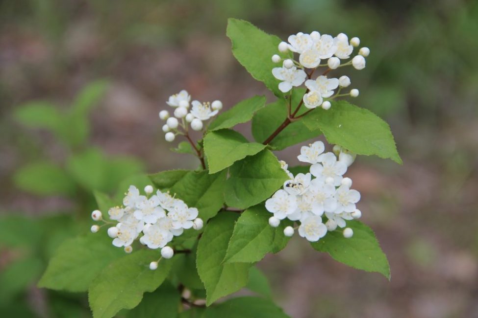 Amur (à petites fleurs)