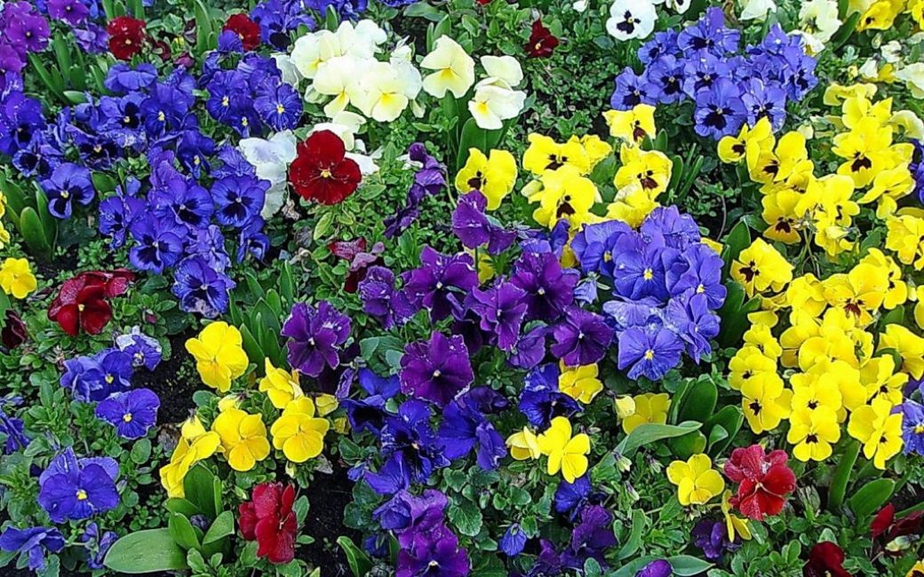 Les pensées étonnent par la richesse des couleurs