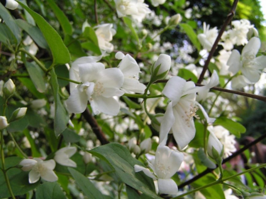 Ballet des papillons