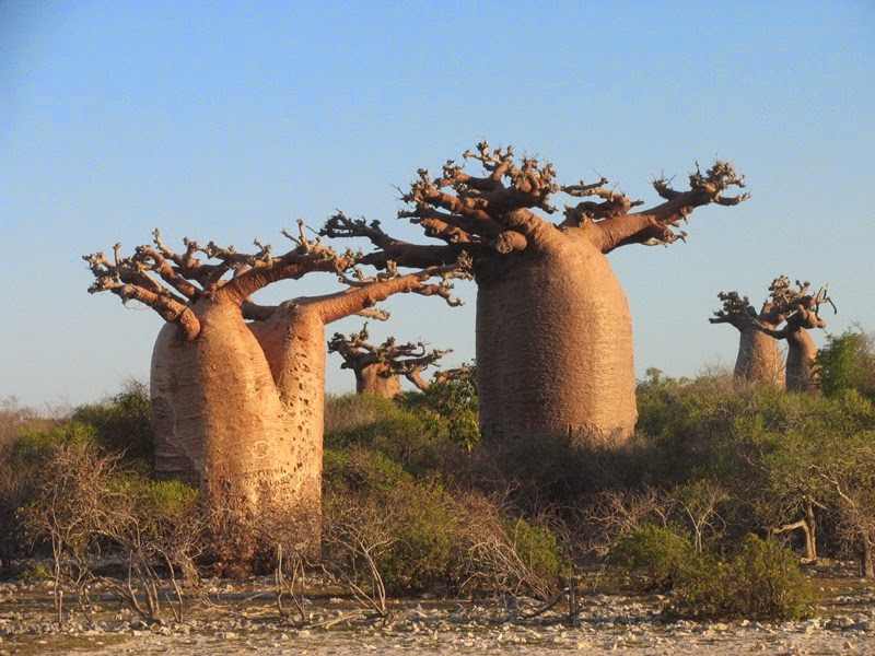 Baobab