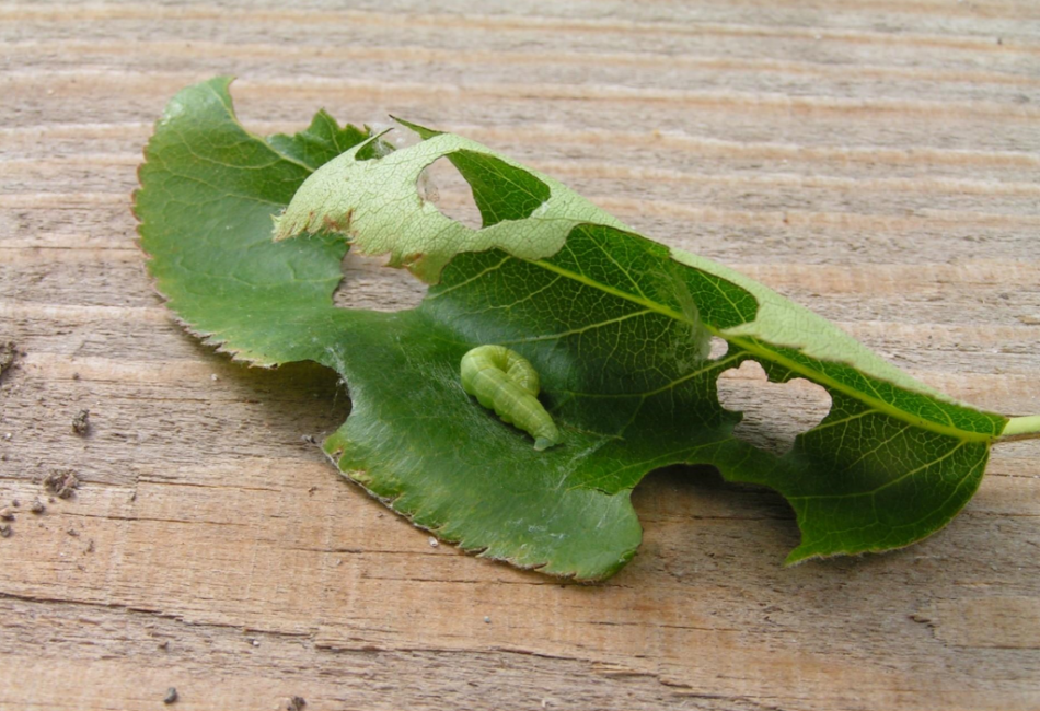 Brochure et son travail