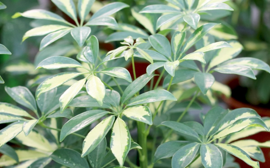 Schefflera