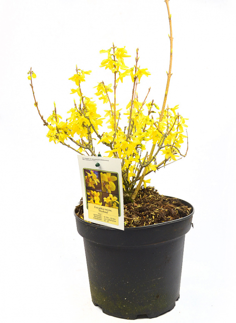 Excellente option de semis