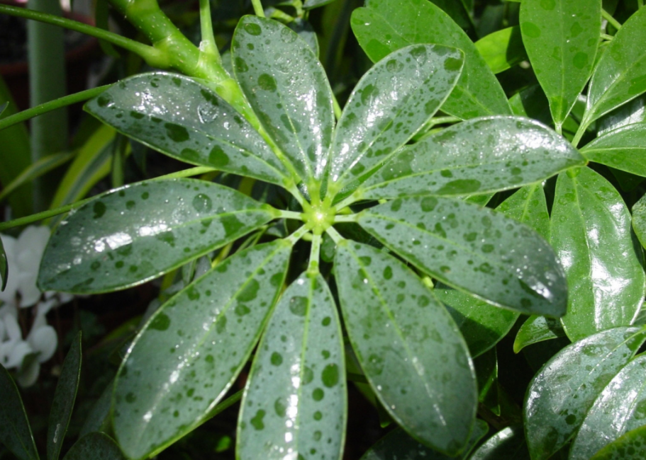 Un arrosage régulier et modéré est recommandé pour la plante.