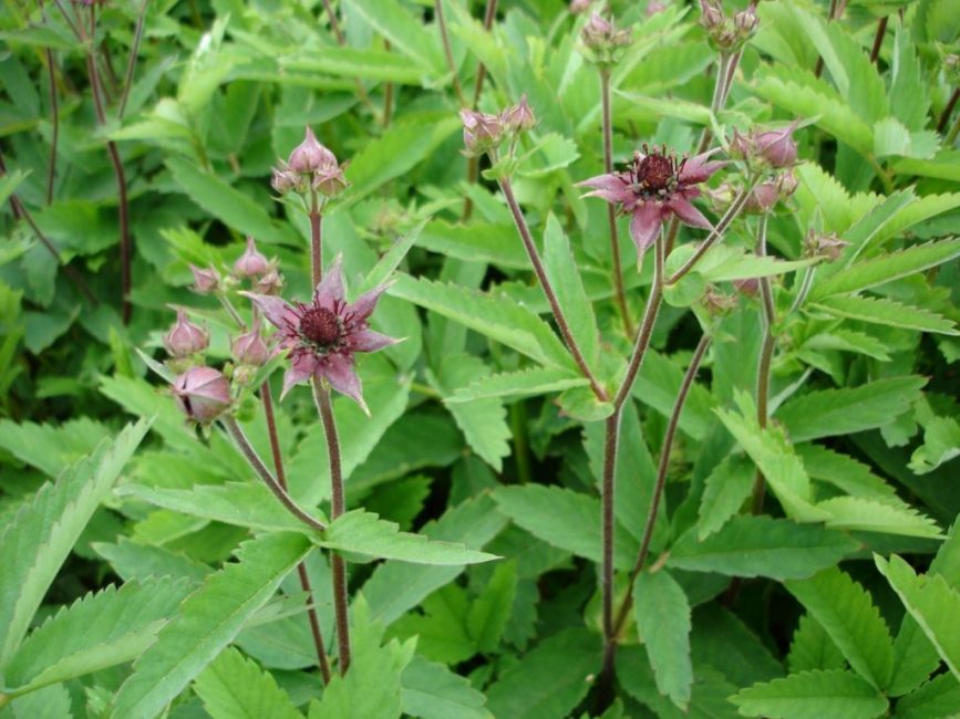 Potentille des marais