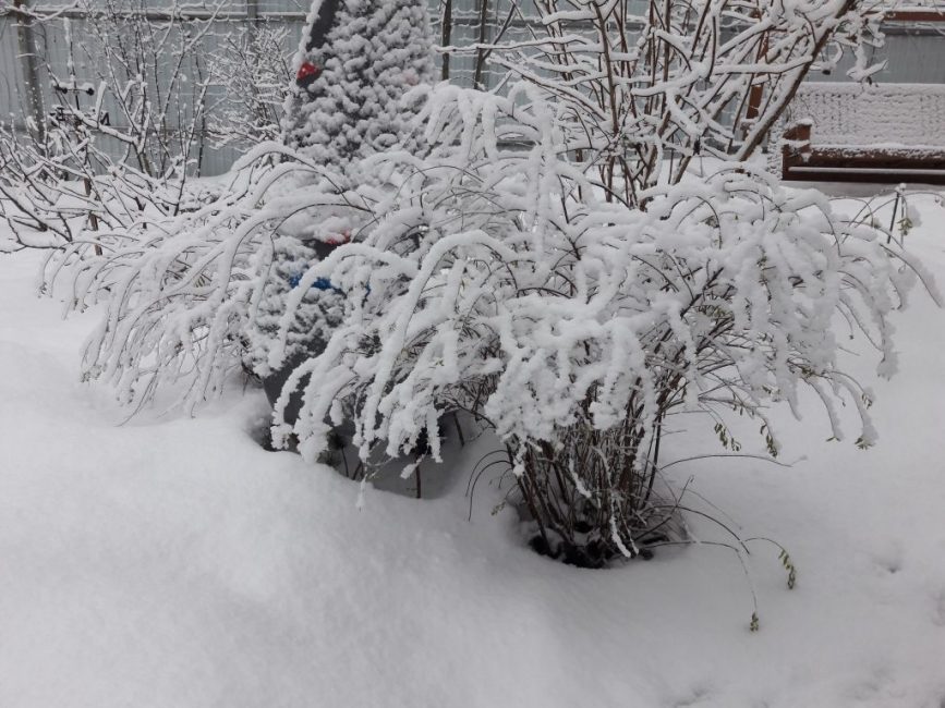 La plupart des variétés de spirée ne nécessitent pas d'affection du temps