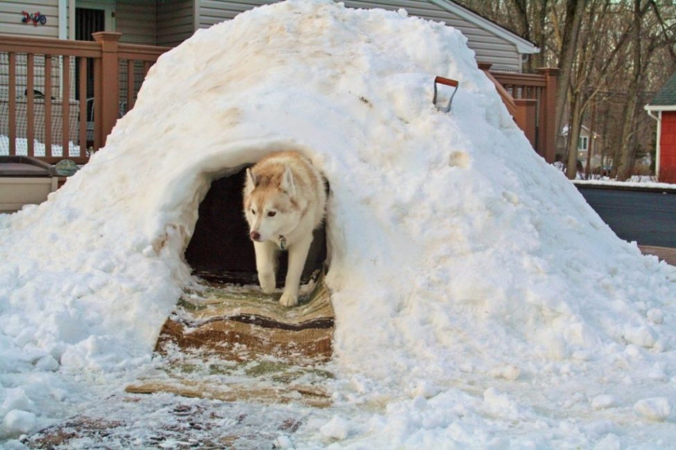 Même une cabine en neige vaut mieux pour un chien que la chaleur