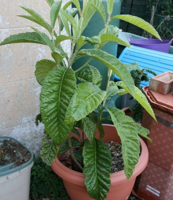 Les engrais ordinaires pour plantes ornementales conviennent comme top dressing pour les cônes.