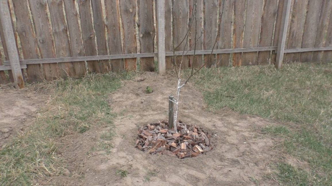 Option de paillage du sol