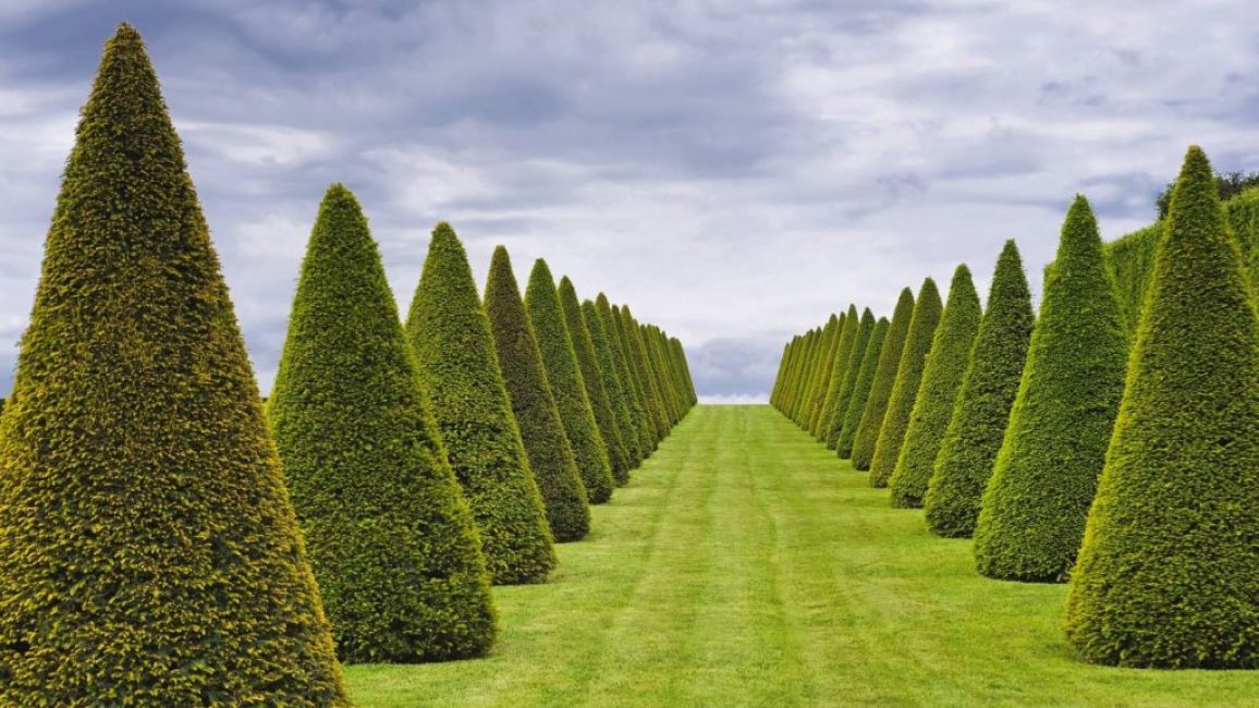 Centenaires majestueux de la pyramide