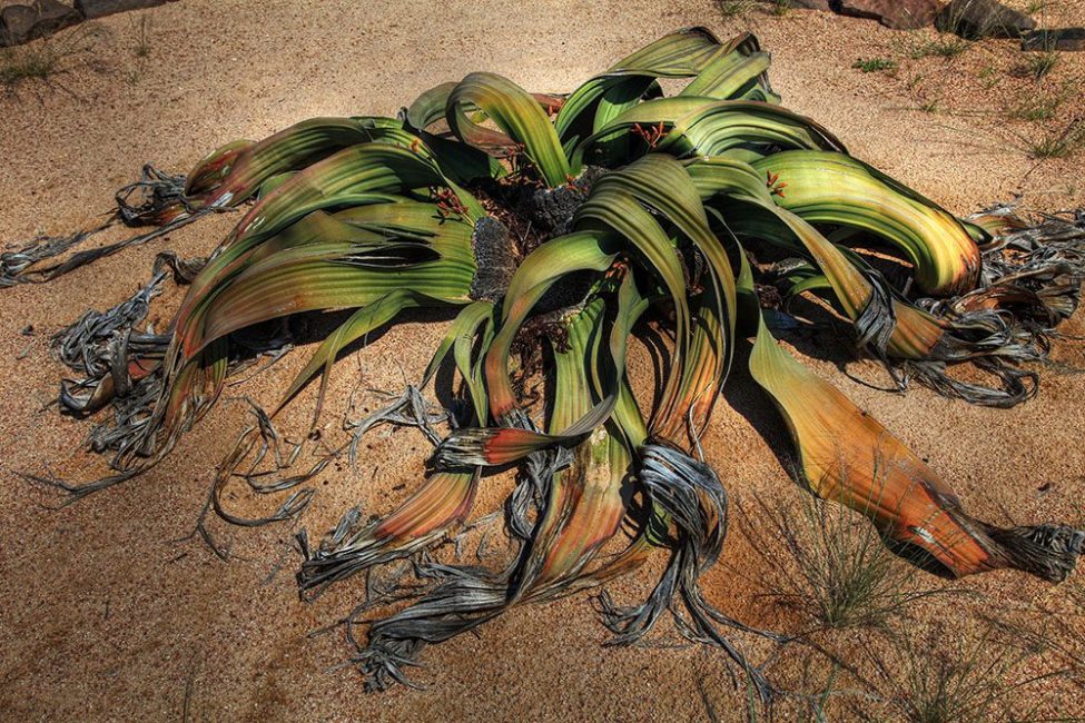 Velvichia incroyable