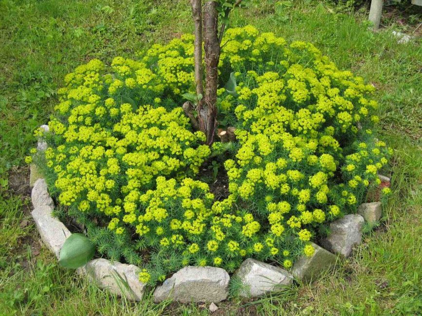 Au lieu de paillis, vous pouvez planter d'autres plantes autour de l'arbre.