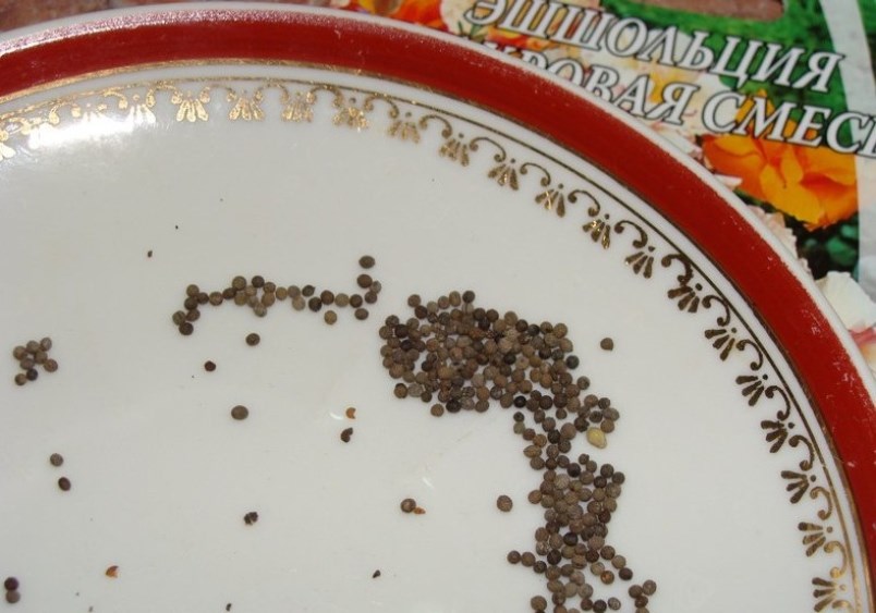 L'apparition des graines de la variété Ballerina Mix