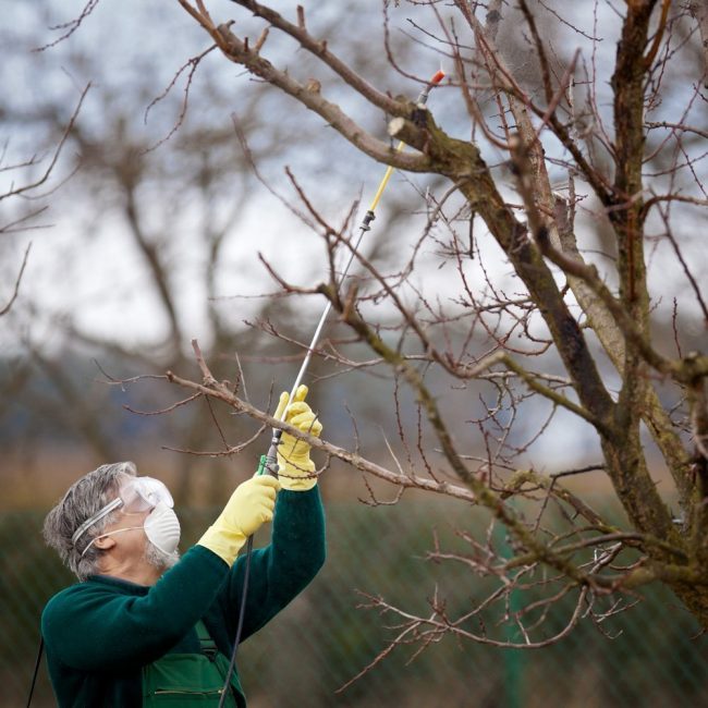 L'attention portée à l'arbre est la clé d'une récolte élevée à l'avenir