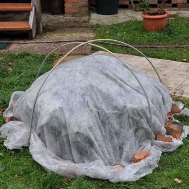 L'abri sec de l'arbuste gardera la plante viable en hiver