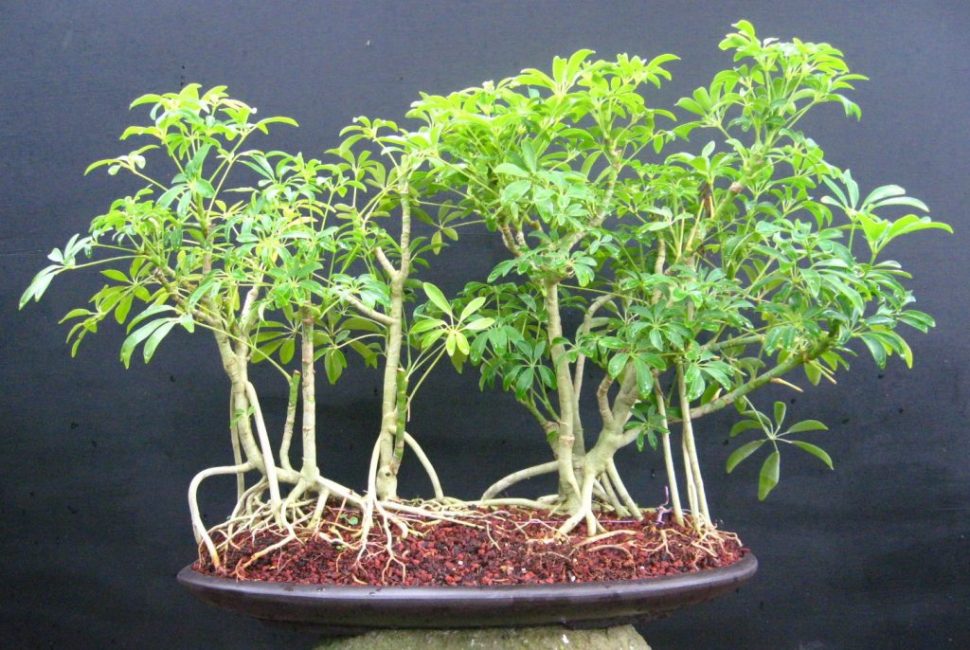 Racines aériennes de Sheffler