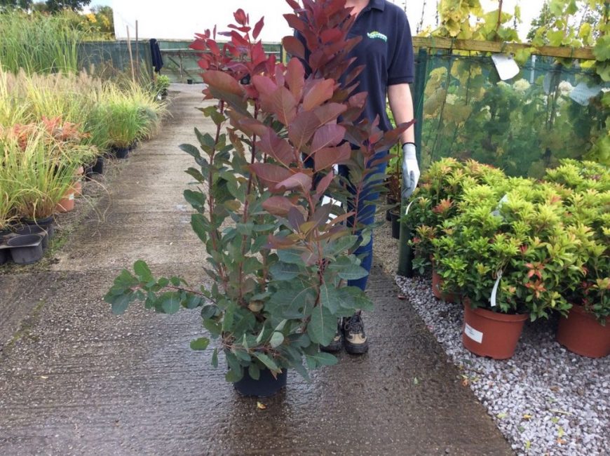 Semis sélectionné pour la plantation