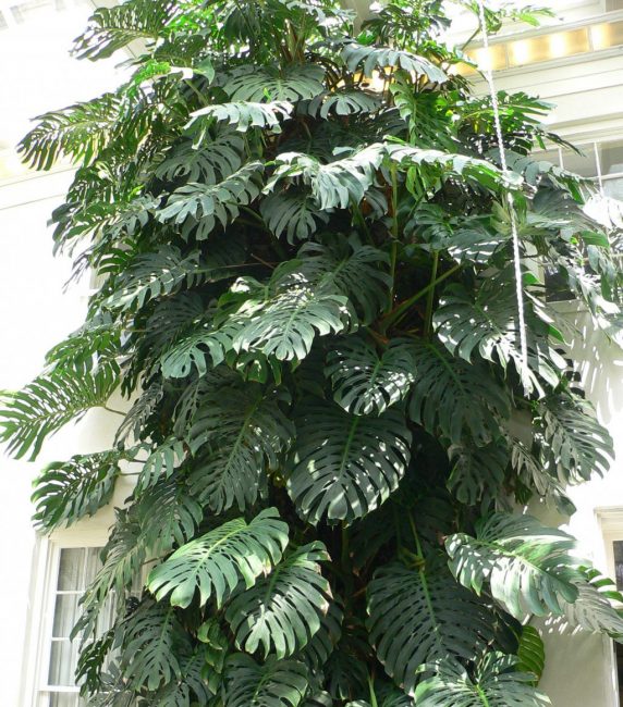 Hauteur de Monstera supérieure à 10 mètres